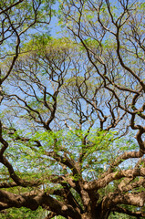 Branches of big Samanea saman tree with blue sky background in sunny day at Kanchnaburi, Thailand.