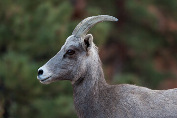 Bighorn Sheep Profile