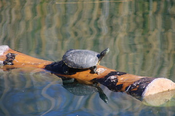 turtles in the pond