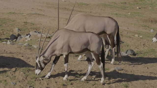 This video shows a group of wild speke's gazelles roaming an African landscape and foraging the ground for food.