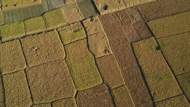 Cinematic aerial shot of ripe rice paddy fields ready for harvest, Bangladesh