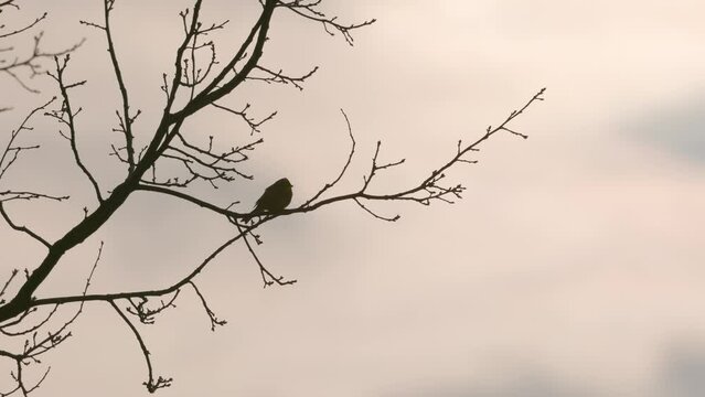Silhouette of a bird singing on a branch of a tree on a morning. Zooming shot