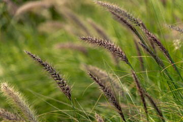 Pennisetum grass in the field
