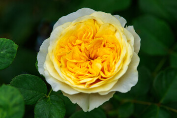 Close up picture of beautiful yellow rose mean positive feelings of warmth and friendship..Close up picture of beautiful yellow rose mean positive feelings of warmth and friendship..