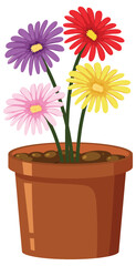 Colorful flower in pot on white background