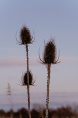 dried flower of a thistle standing in a field of long grass during sunset