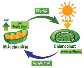 Photosynthesis and Cellular Respiration Diagram - obrazy, fototapety, plakaty