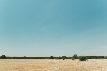 Midday view of the typical arid landscape of central texas with a blue sky, yellow pasture and a tree line in the background - obrazy, fototapety, plakaty