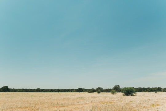 Midday view of the typical arid landscape of central texas with a blue sky, yellow pasture and a tree line in the background