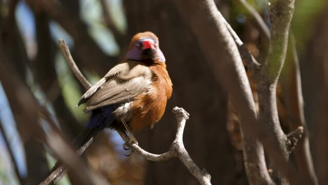 A violet eared waxbill on a branch of a tree in the wind. Close-up shot