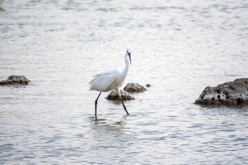 The small white heron or Little egret stands in the lake