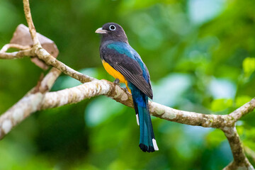 Obraz premium Black Headed Trogon perched on a tree