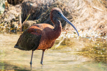 The glossy ibis, latin name Plegadis falcinellus, searching for food in the shallow lagoon.