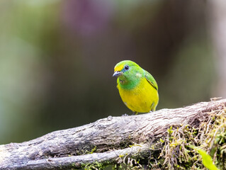 Blue Naped Chlorophonia perched on a branch