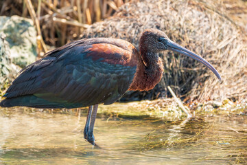 The glossy ibis, latin name Plegadis falcinellus, searching for food in the shallow lagoon.