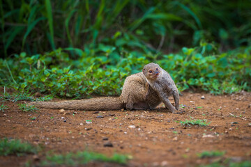 Mongoose in Paradise. This little guy contentedly scratches behind his ear after eating some breakfast.