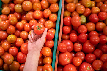 unrecognizable young man's hand holding tomato in the palm of his hand on a background full of red tomatoes