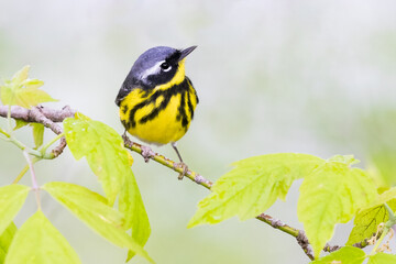Magnolia warbler perched on a branch in spring