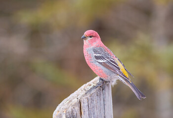 Pine grosbeak perched on a stump during winter