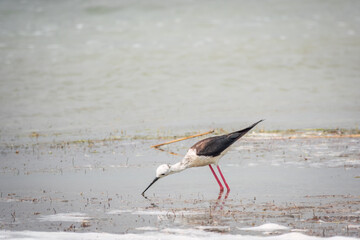 Cute water bird. Black winged Stilt feeding in the lake. Black winged Stilt, or or pied stilt,...