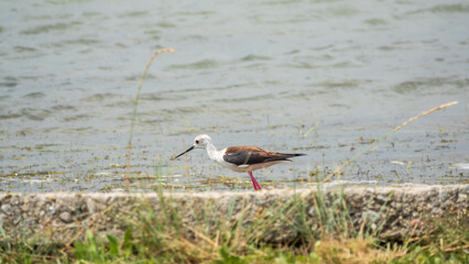 Cute water bird. Black winged Stilt feeding in the lake. Black winged Stilt, or or pied stilt, Himantopus himantopus.