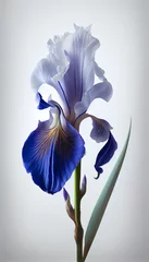 Fototapeten Beautiful blue iris flower with white background © roeum