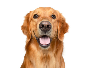 portrait of a happy adult golden retriever dog smiling on isolated white background	
