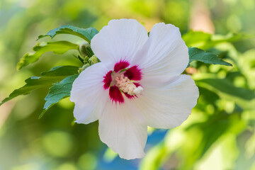 White flowers of Hibiscus grandiflorus, the swamp rosemallow.