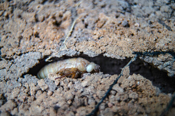 Cicada larvae are living in underground burrows.