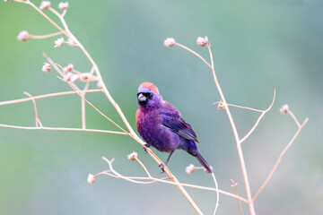 Varied bunting perched on a tree in Texas