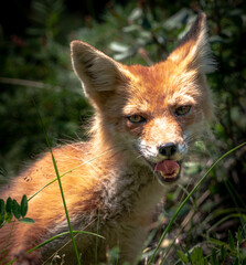 Canadian red fox in Banff Alberta forest.