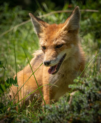 Canadian red fox in Banff Alberta forest.
