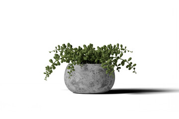 Plant in a small pot