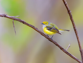 White Eyed Vireo perched on a branch in Michigan