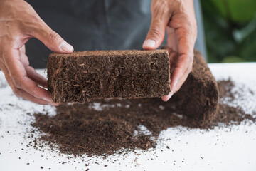 Coco peat for gardening - 576174827