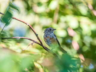 The common redstart, Phoenicurus phoenicurus, young bird, is photographed in close-up sitting on a branch against a blurred background.
