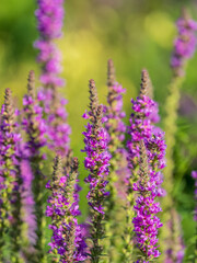 Fototapeta premium Summer Flowering Purple Loosestrife, Lythrum tomentosum on a green blured background.
