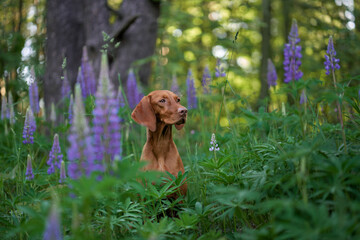 dog in lupins. Hungarian vizsla in flowers. Pet in nature outdoors