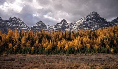 Fototapete Schwarz Stunning fall golden larch forest and rocky mountain landscape in Banff National Park in Alberta Canada.   © Kellee Kovalsky