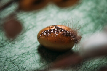 close-up of mixed Easter eggs in the nest and cotton flowers. Place for text. Happy easter.