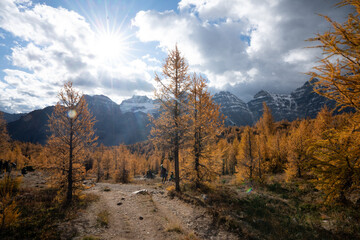 Fototapeta na wymiar Stunning fall golden larch forest and rocky mountain landscape in Banff National Park in Alberta Canada. 