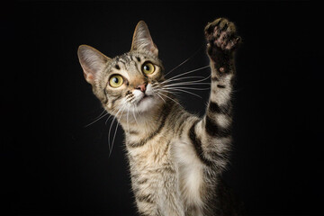 Fototapeta na wymiar Cute striped stray cat kitten with raised paw up black background