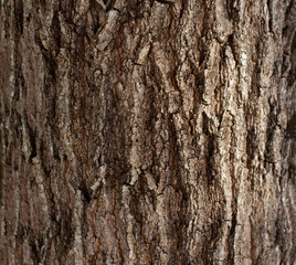 Tree trunk texture background. Oak bark