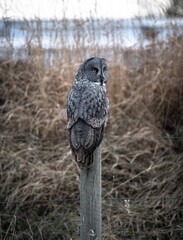 Great grey owl perched in grassland landscape