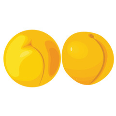 Vector illustration of apricot set. Set of cartoon ripe apricot with leaves, half and slices of fruits. Fresh apricot icons, isolated on white background. Elements for digital resources