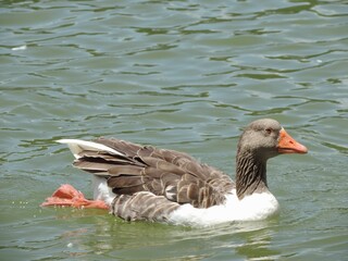 duck in the water