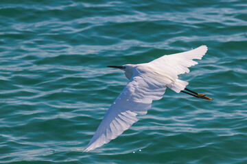 Fototapeta premium White little egret in flight, beautiful portrait of egretta garzetta small heron bird fishing, Greece, Corfu island in a summer sunny day