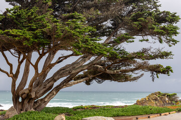 A tree on the Pacific coast shore