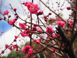 梅
