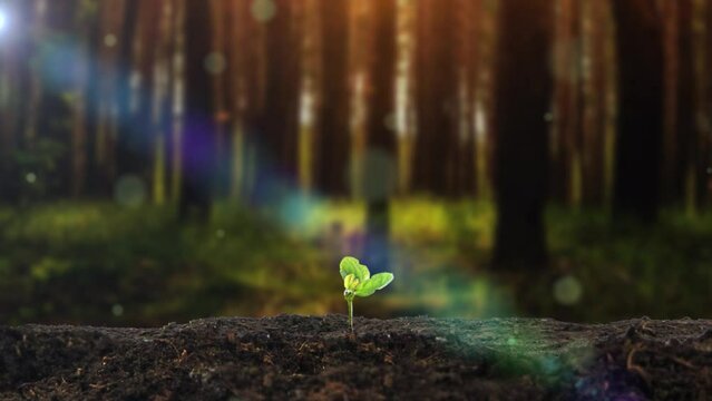 Spring is here, the seeds start to germinate and grow